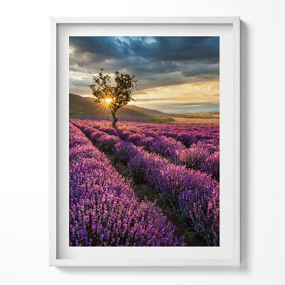 Keretezett kép Levendulamező