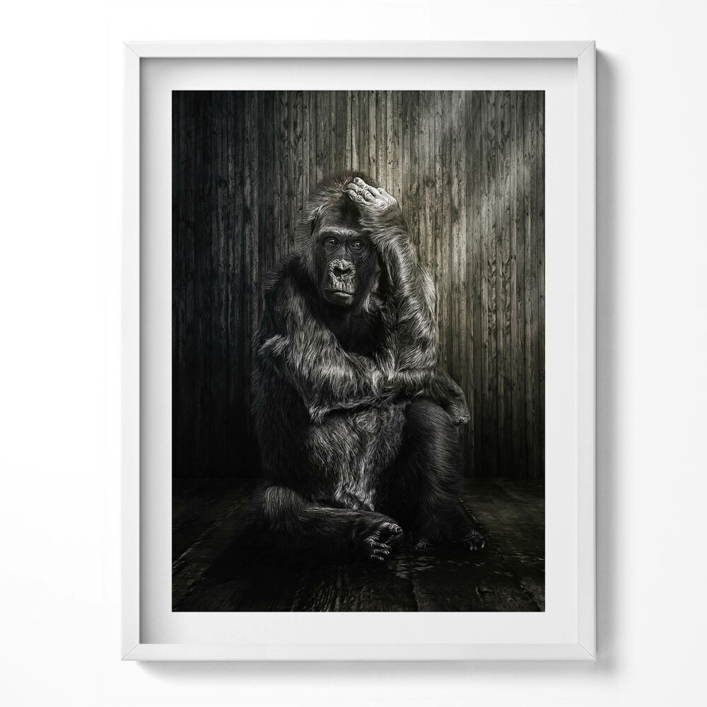 Keretezett kép Majom guggol az árnyékban