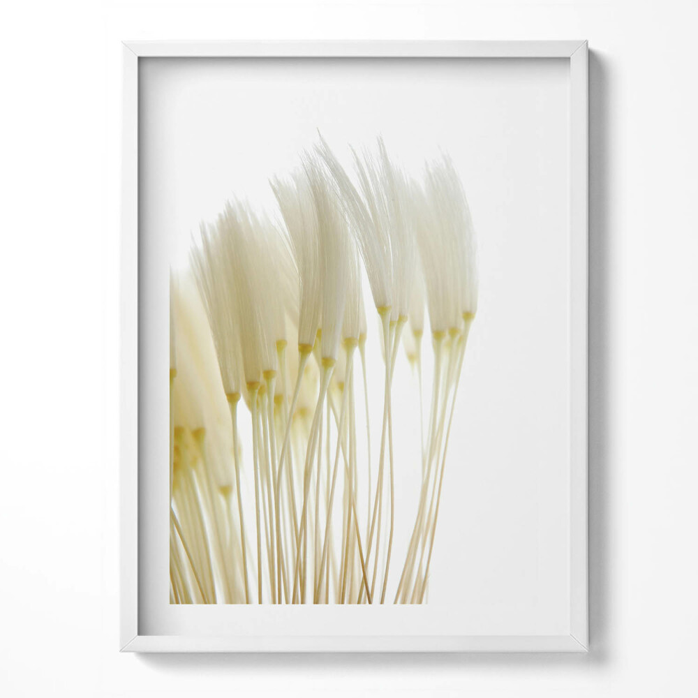 Kép keretben Fehér, finom fűszálak