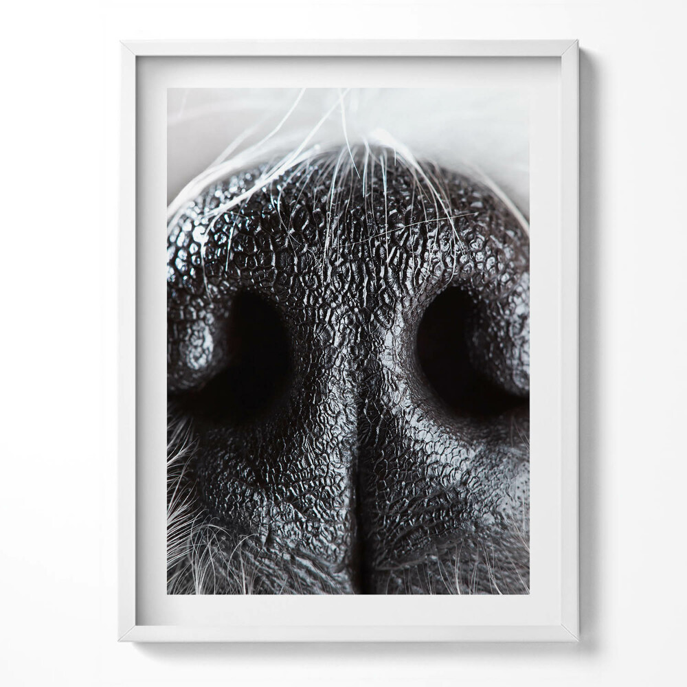 Keretezett kép Állati orr közelről