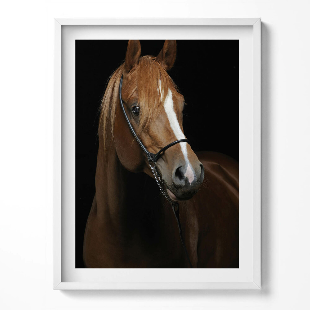 Kép keretben Barna ló