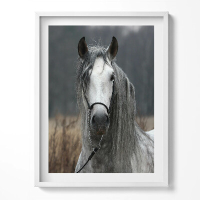 Kép keretben Fehér paripa lóval