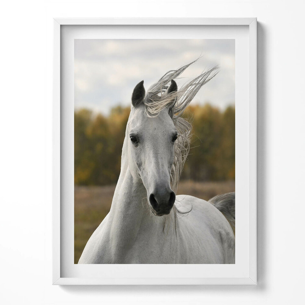 Keretezett kép Fehér ló galoppban