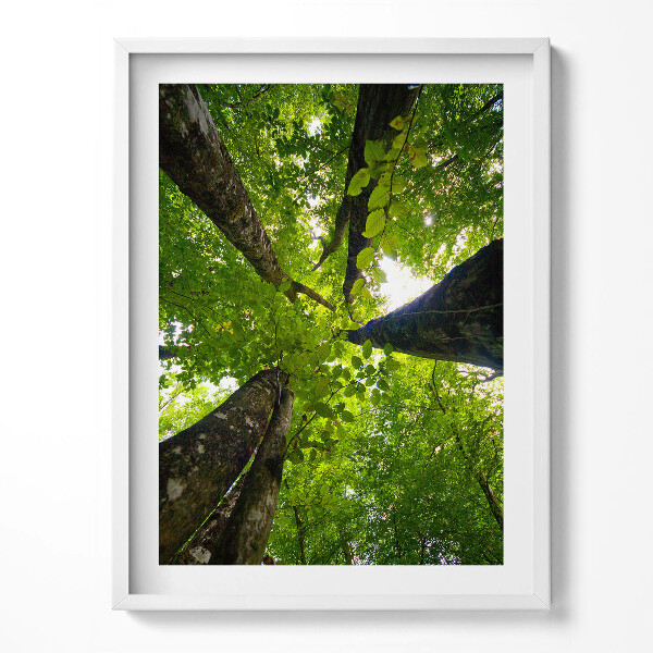 Keretezett kép Zöld lombú fák