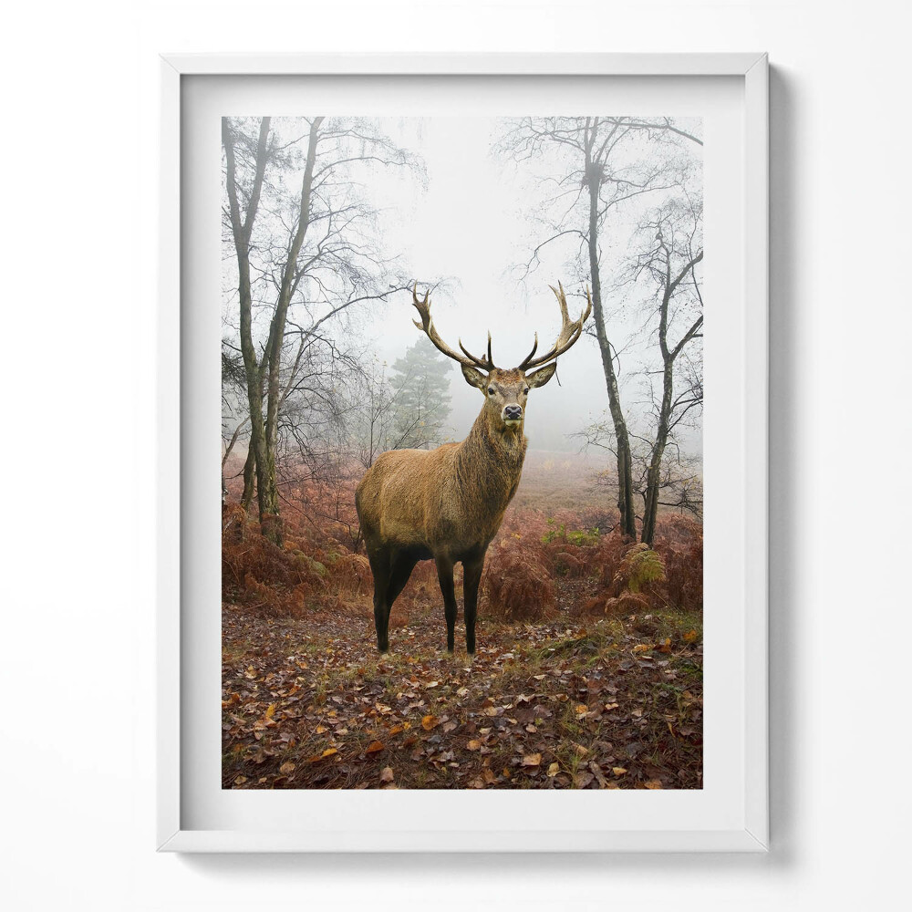 Kép keretben Szarvasok az erdőben ősszel