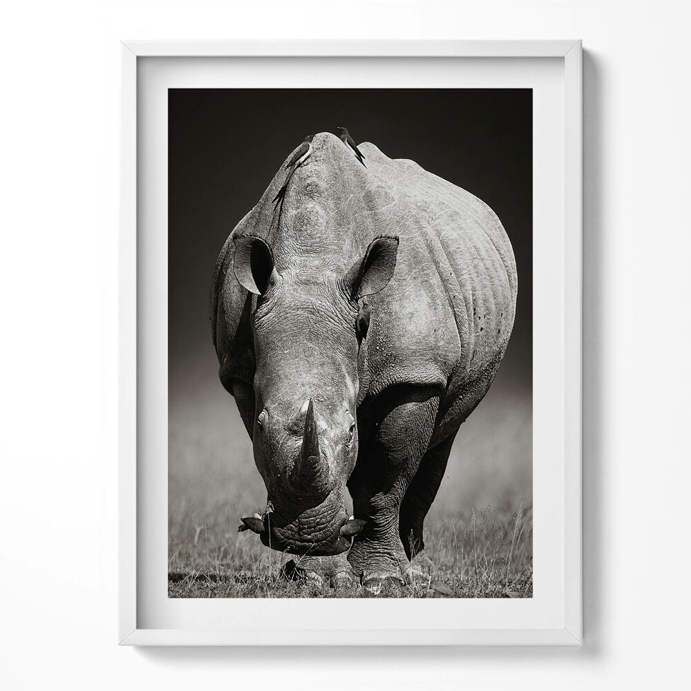 Keretezett kép Fekete-fehér orrszarvú