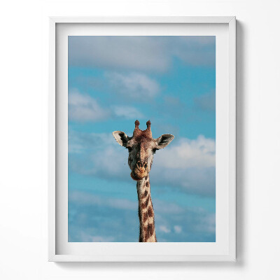 Kép keretben Egy zsiráf feje az égen