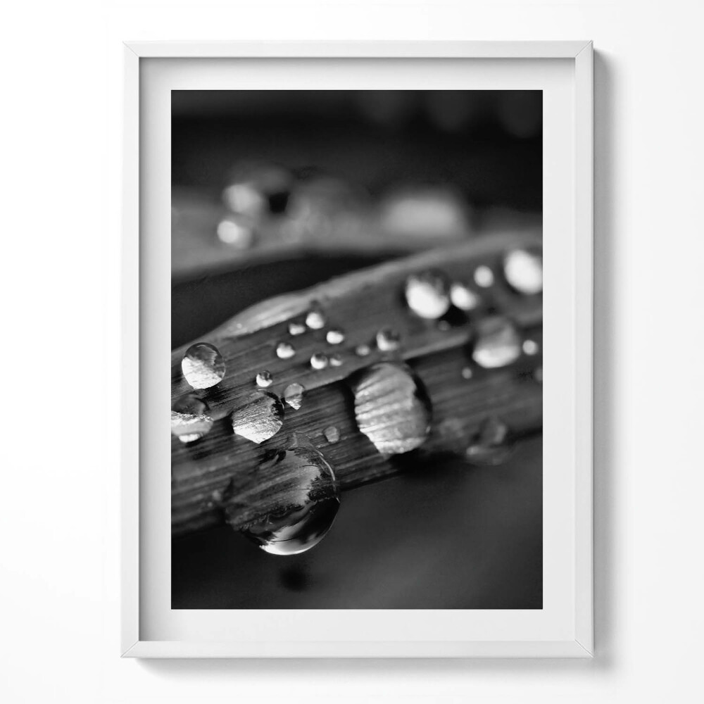 Kép keretben Rózsalevél Fekete-fehér