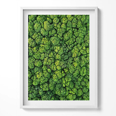 Kép keretben Madártávlatból egy erdő