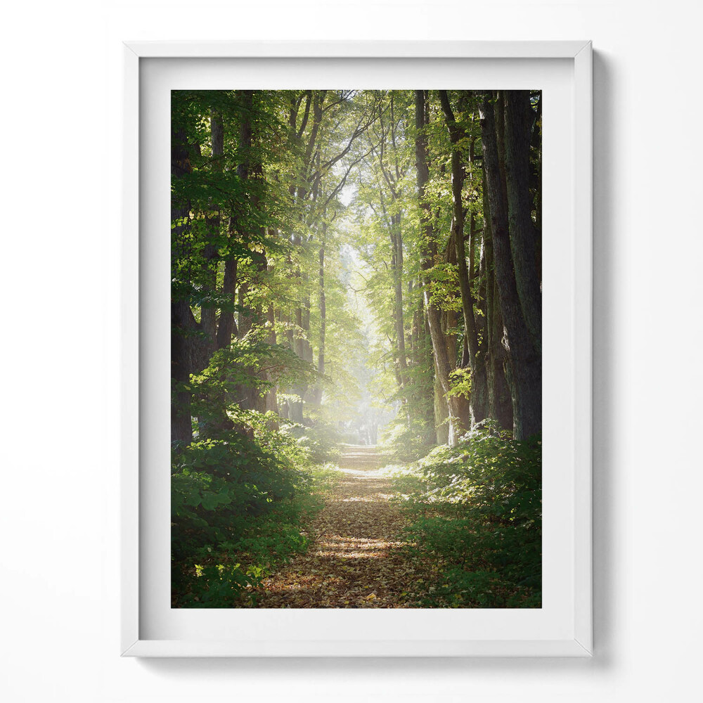 Kép keretben Erdei út a fák között