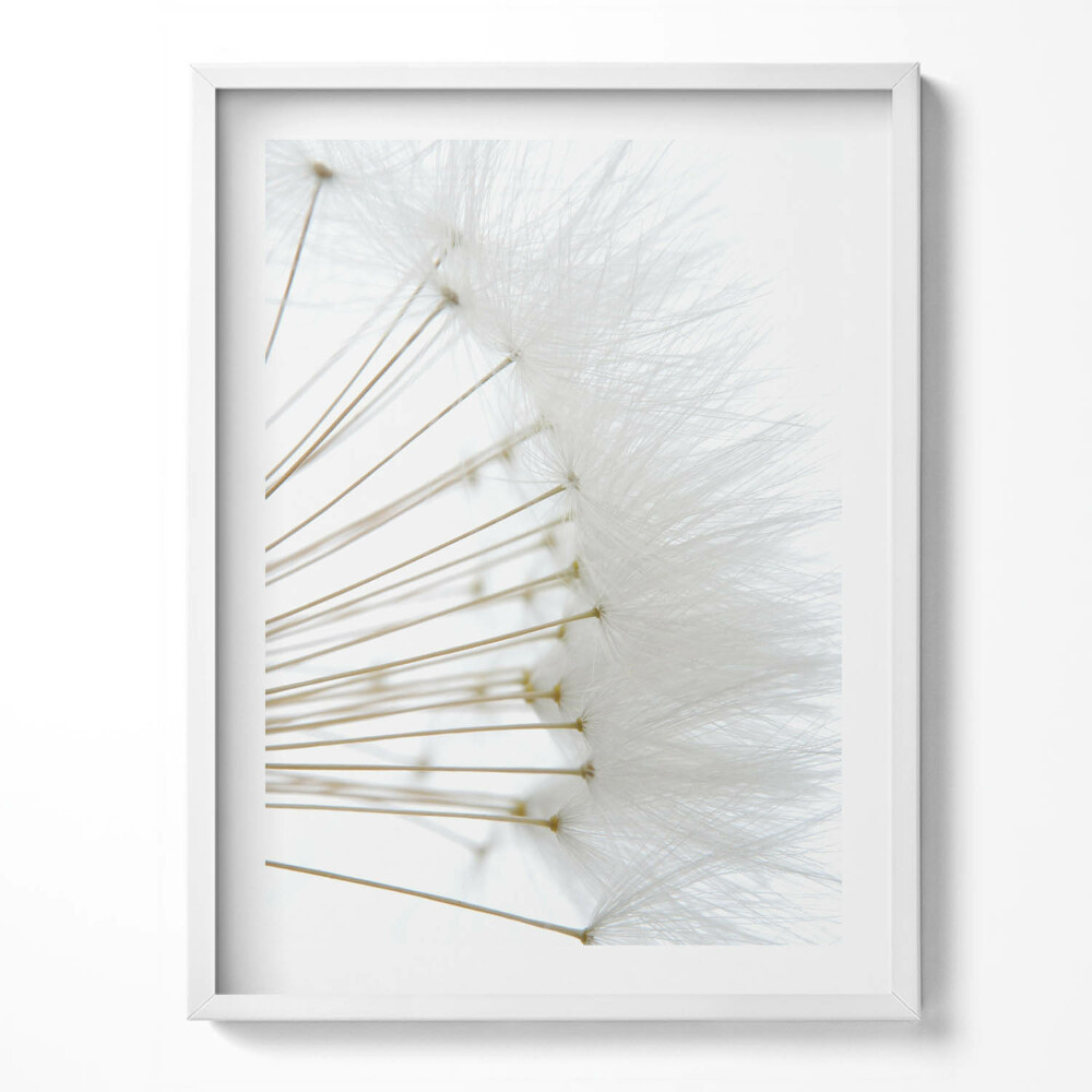 Kép keretben Fehér pitypang