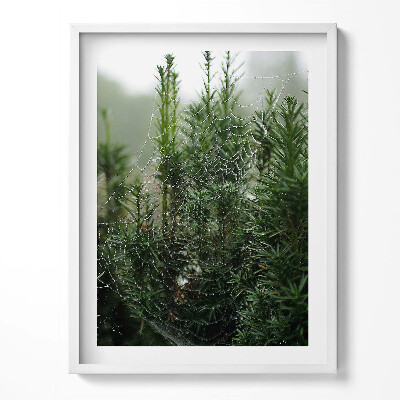 Kép keretben Harmatháló egy fán