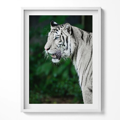 Kép keretben Fehér tigris a dzsungelben