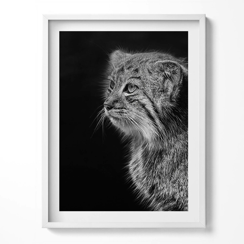 Kép keretben Egy hiúz vadmacska fekete-fehérben