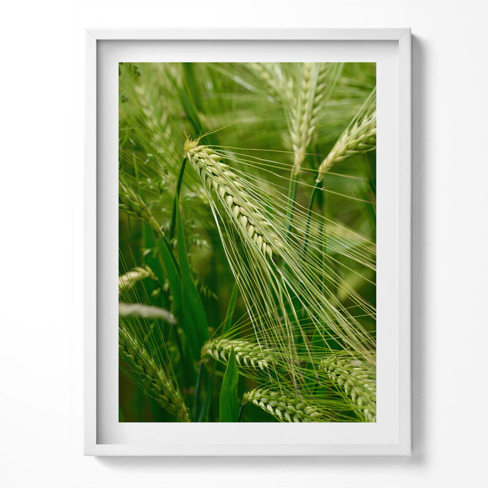 Keretezett kép Füves füvek nyáron