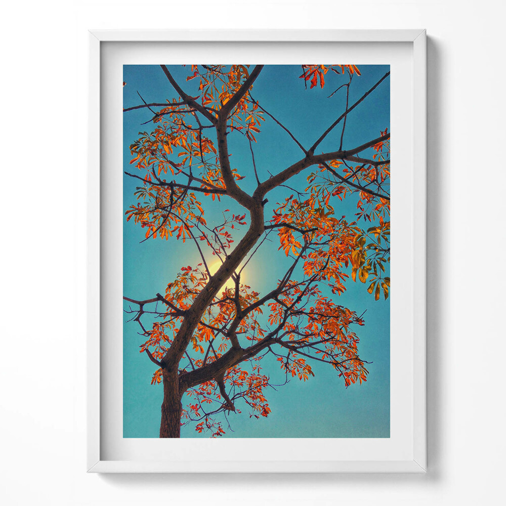 Keretezett kép Egy őszi fa és a nap