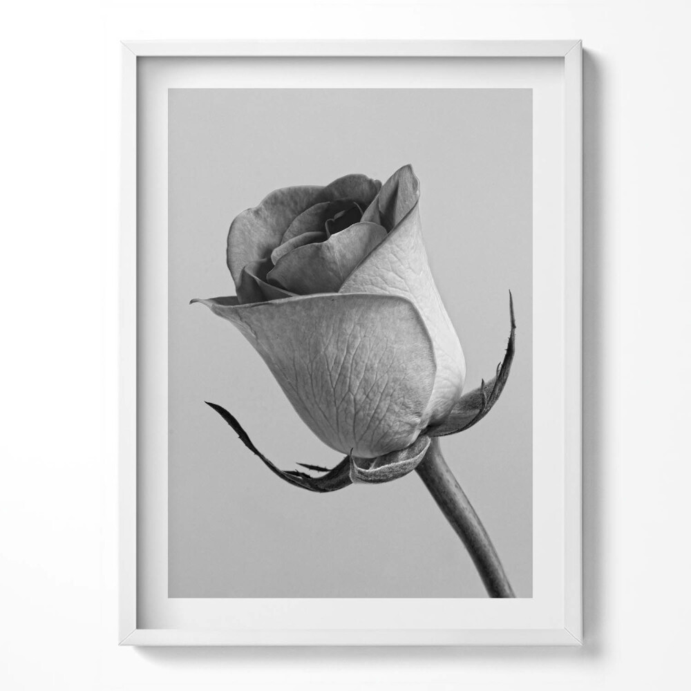 Kép keretben Egy szürke finom rózsavirág