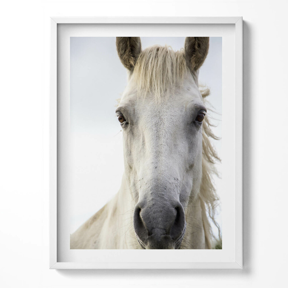Kép keretben Fehér paripás ló feje