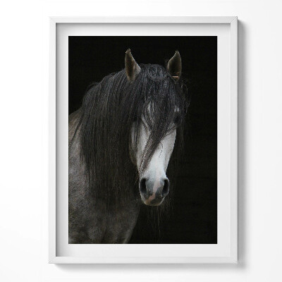 Keretezett kép Szürke paripás ló feje