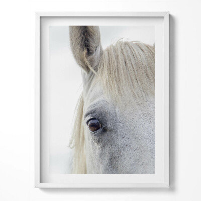 Kép keretben Fehér paripás ló feje