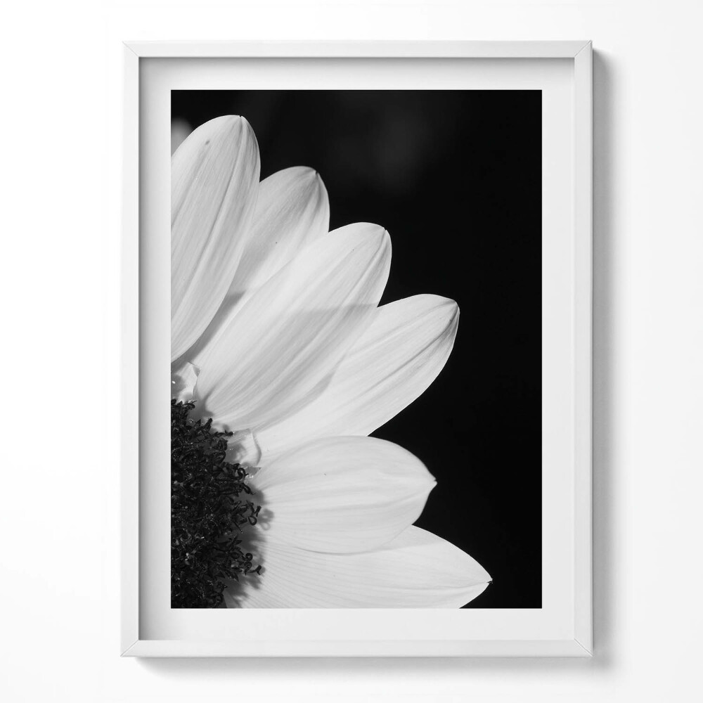 Keretezett kép Százszorszép szirmok fekete-fehérben