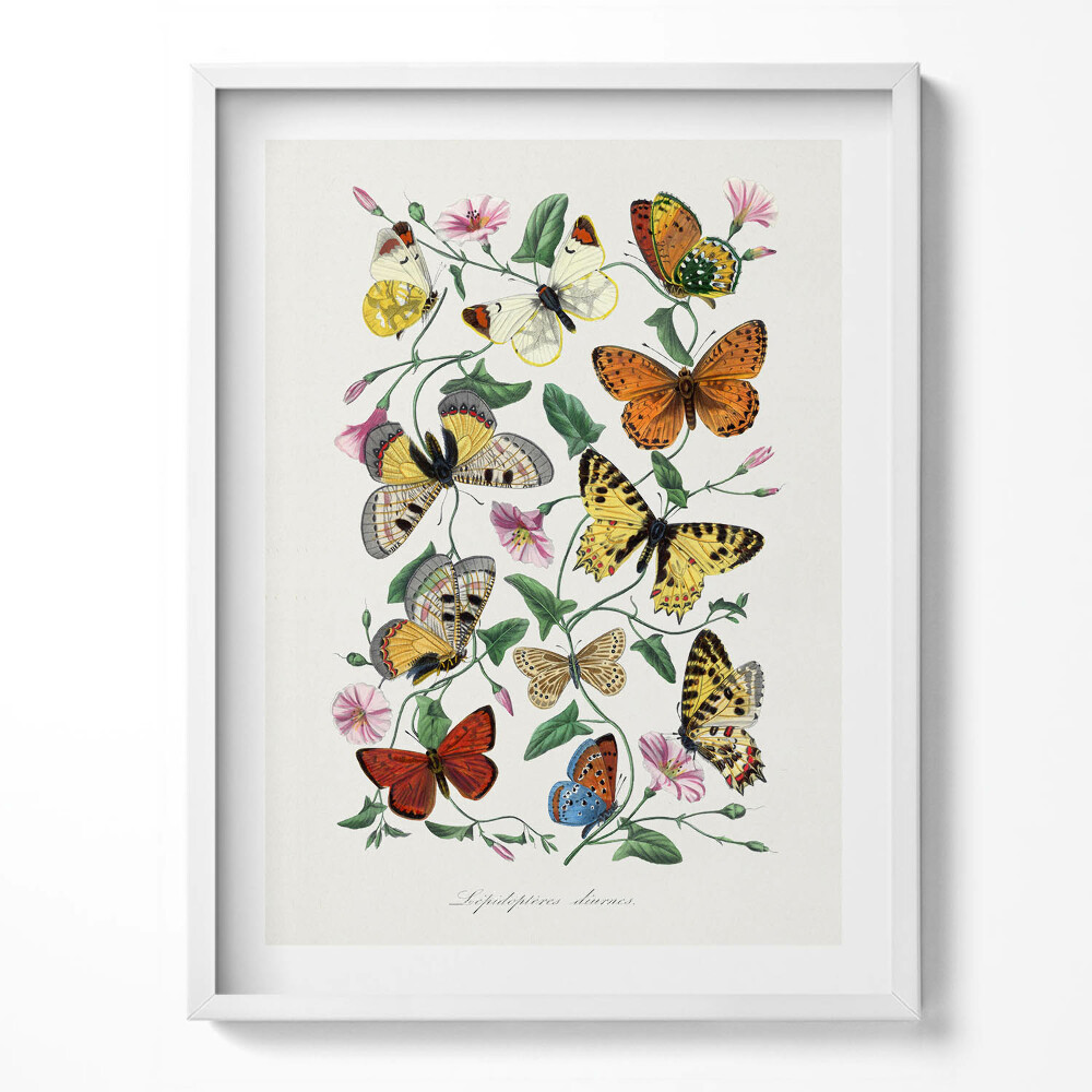 Keretezett kép Vintage old butterfly poster