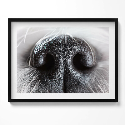 Kép keretben Fekete lóorr közeli felvétel