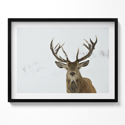 Kép keretben Szarvas hóban impozáns agancsokkal