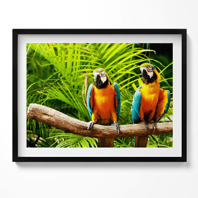 Kép keretben Két színes papagáj zöld háttér előtt