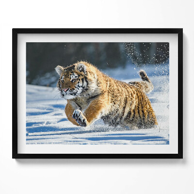 Kép keretben Futó tigris a hóban