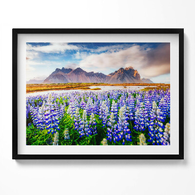 Kép keretben Lupinok virágzó mezője hegyekkel