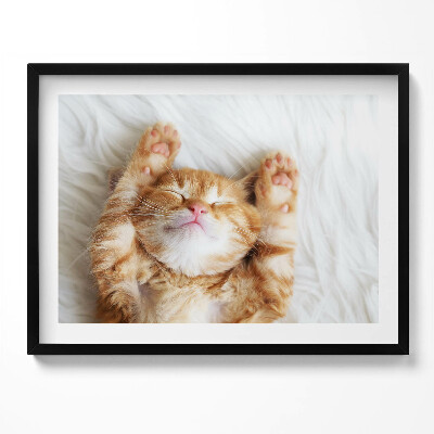Kép keretben Alvó boldog macska