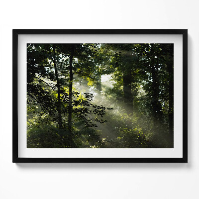 Kép keretben Fák és fény a természetben