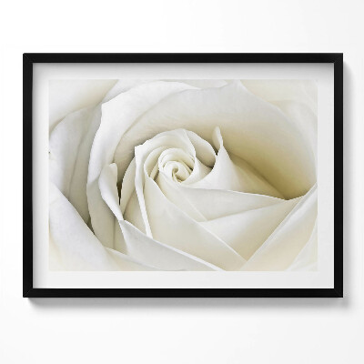 Kép keretben Fehér rózsa közeli képe