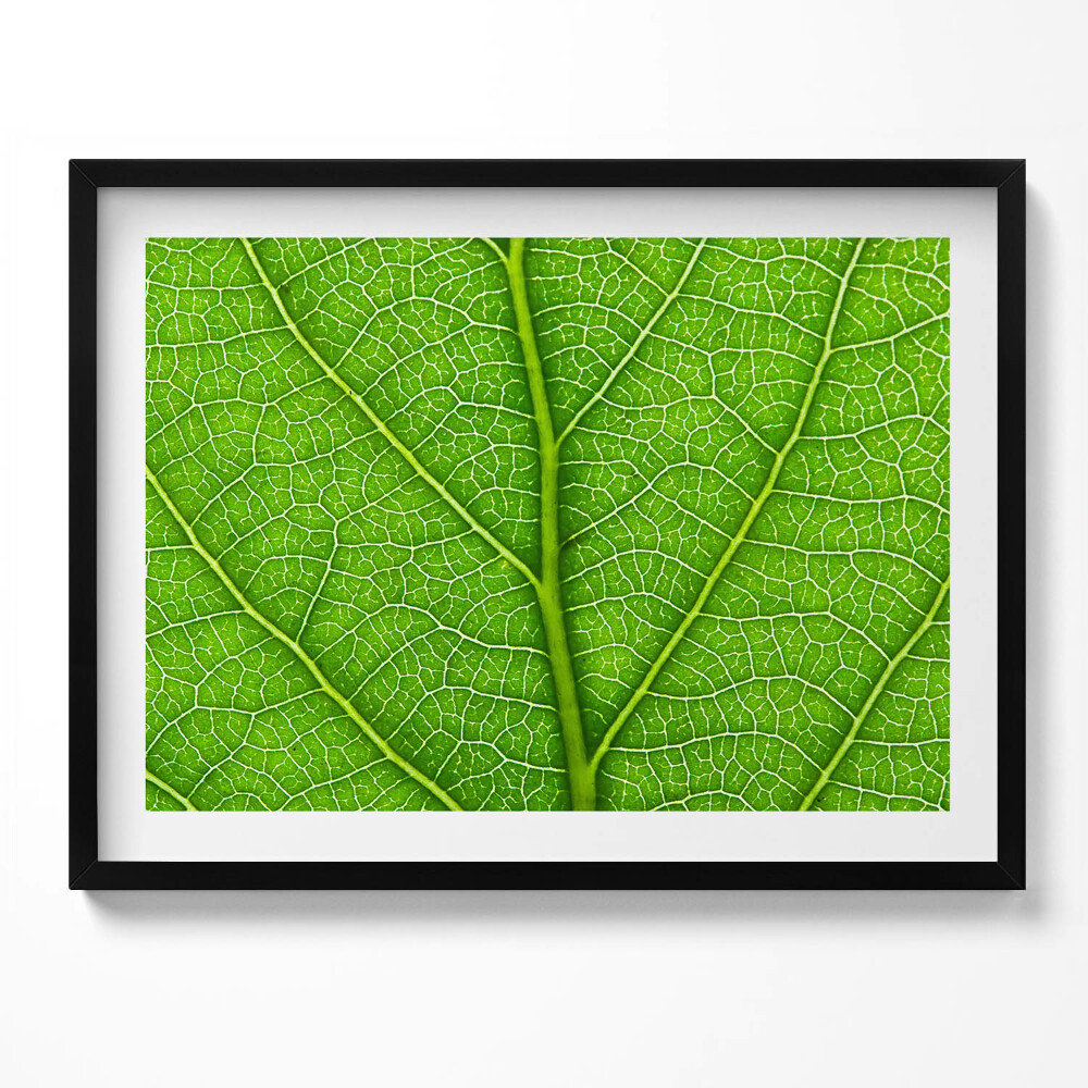 Kép keretben Zöld levél erek