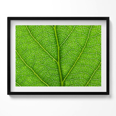 Kép keretben Zöld levél erek