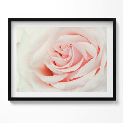 Kép keretben Rózsaszín rózsa közeli képe