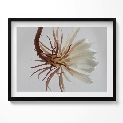 Kép keretben Fehér virág hosszú szirmokkal