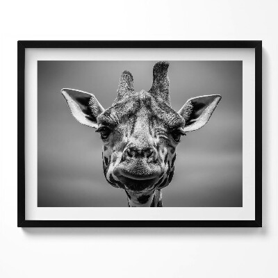 Kép keretben Giraffe portré fekete-fehérben