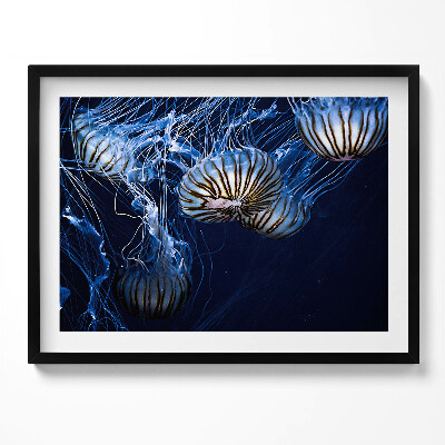 Kép keretben Medúzák az óceánban