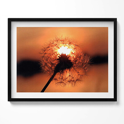 Kép keretben Naplemente egy pitypang mögött