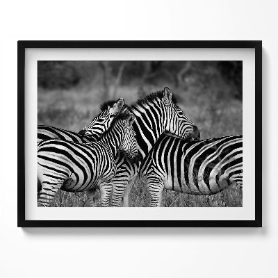 Kép keretben Zebrák fekete-fehér csíkokkal