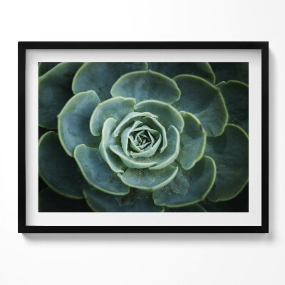 Kép keretben Zöld szukkulens növény