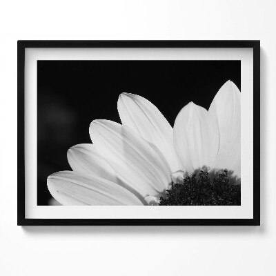 Kép keretben Napraforgó részlete fekete-fehérben