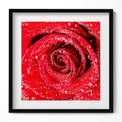 Keretezett falikép Vörös rózsa cseppekkel