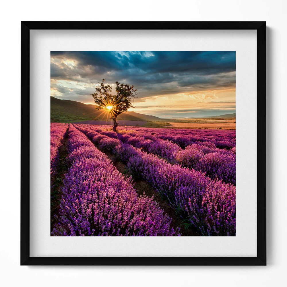 Keretezett falikép Levendulamező naplementében