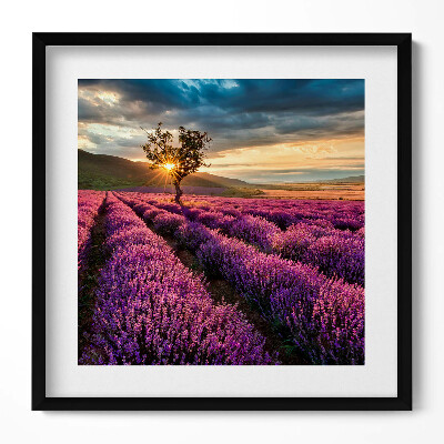 Keretezett falikép Levendulamező naplementében
