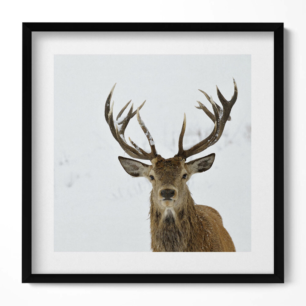 Keretezett falikép Szarvas hóban impozáns agancsokkal