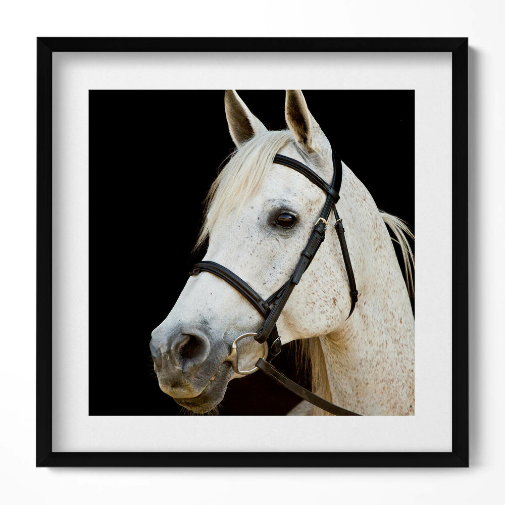 Keretezett falikép Fehér ló portréja