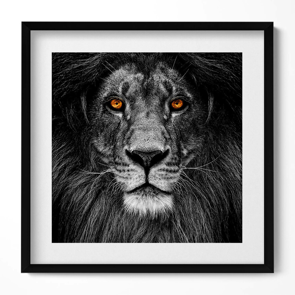 Keretezett falikép Fekete-fehér oroszlánportré